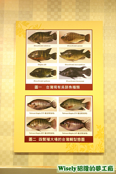 鯛魚(吳郭魚)圖鑑