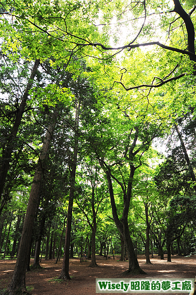 井の頭公園