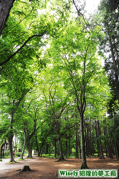 井の頭公園