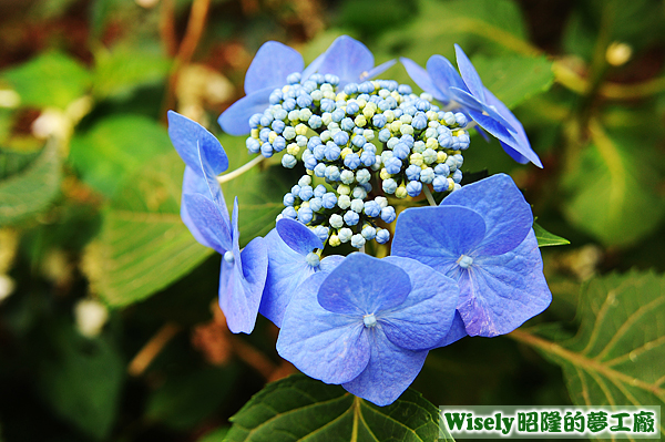 紫陽花(八仙花)