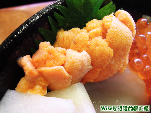 海膽 海膽