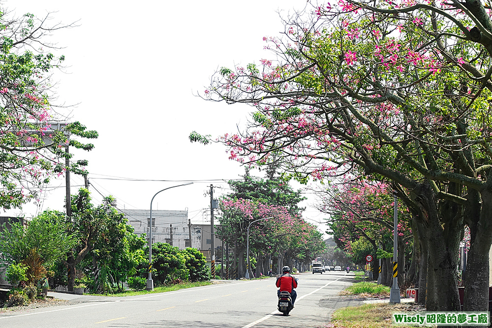 崙背附近路景