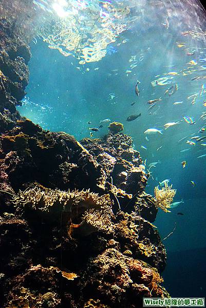 珊瑚王國館的生態