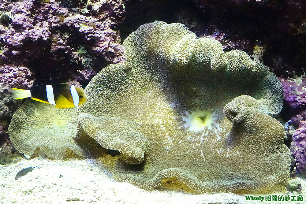 小丑魚、海葵