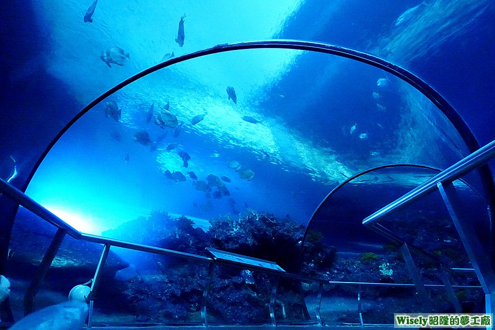 夜宿海生館海底隧道 夜宿海生館海底隧道