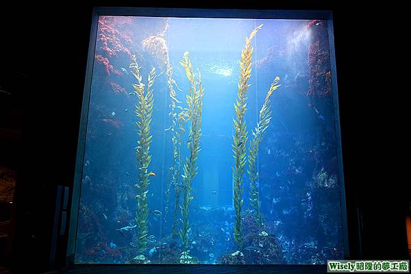 巨大海藻林