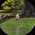 白鵝
