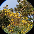 黃花風鈴木