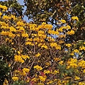 黃花風鈴木