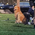 黃金獵犬
