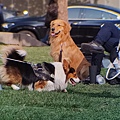 黃金獵犬