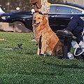 黃金獵犬