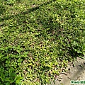 主要拍攝處