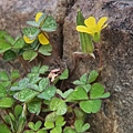小黃花