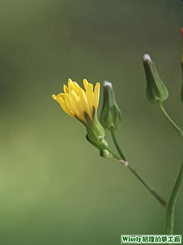 小黃花