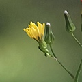 小黃花