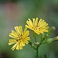 小黃花