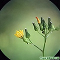 小黃花