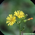 小黃花