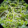 小草