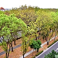 世賢路綠園道