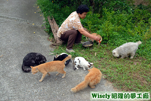 阿姨餵貓