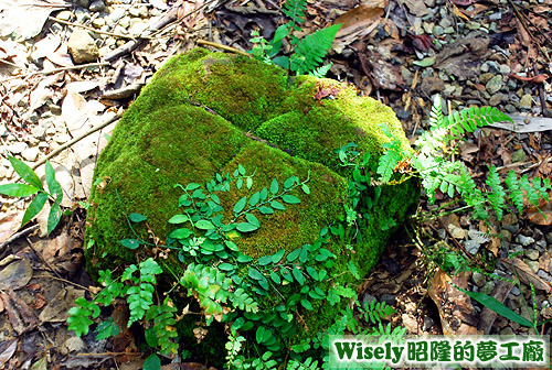 長青苔的石頭