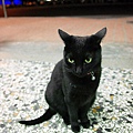 黑貓