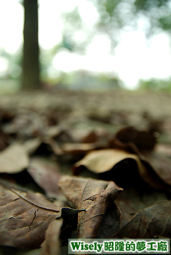 菁寮國小