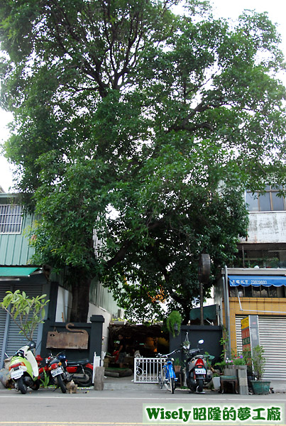 店內庭院中的芒果樹 店內庭院中的芒果樹