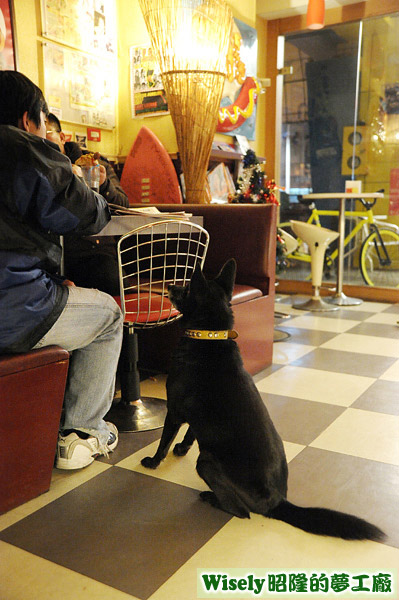 店狗歐弟討食物