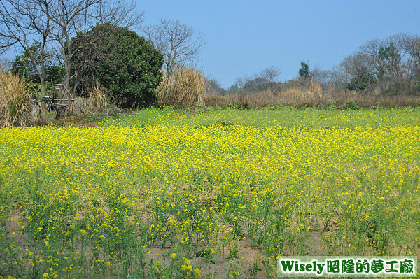 湖下油菜花