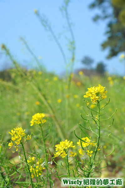 湖下油菜花