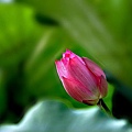 lotus-970427-030.jpg