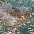 礁溪溫泉魚-吃腳皮