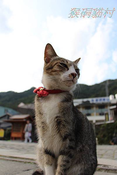 {猴硐貓村}