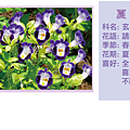 夏堇.png