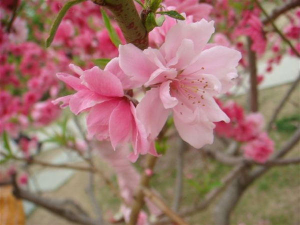 淡粉色的櫻花