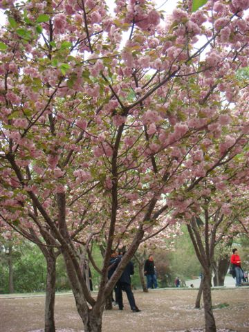 玉淵潭公園總共有1200株櫻花樹
