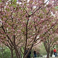 玉淵潭公園總共有1200株櫻花樹