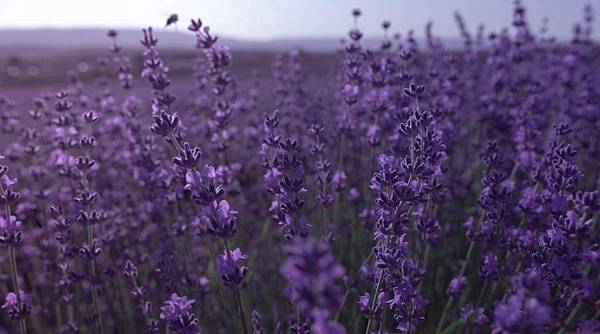 lavender-varieties-1200x667.jpg
