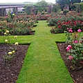 Bontanic Garden的玫瑰園