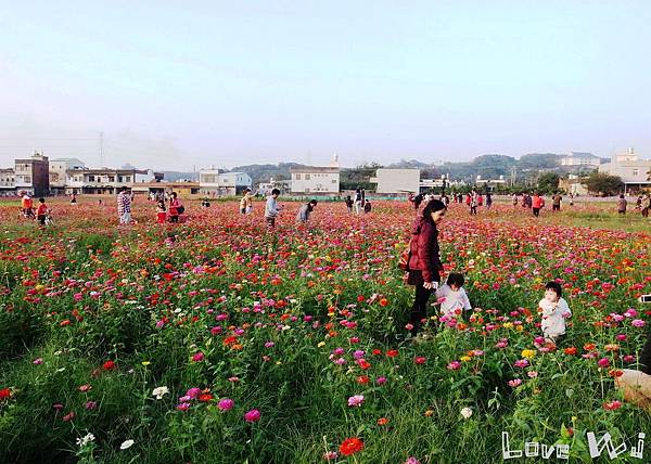 2013_11_17 蘆竹花卉節01 2013_11_17 蘆竹花卉節01