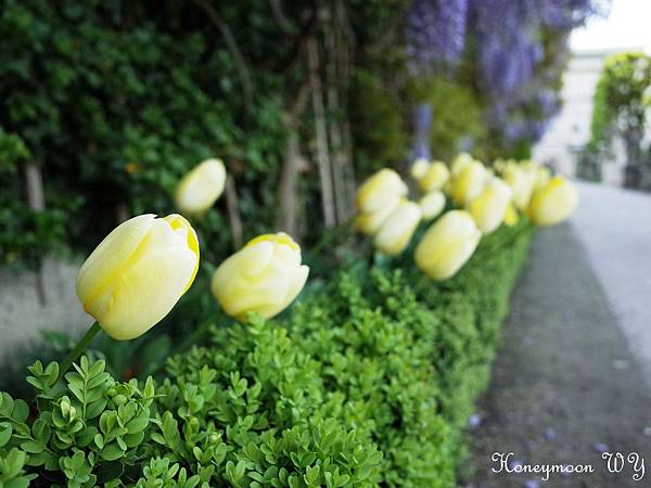 真善美園區30 真善美園區30