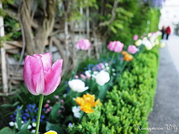 真善美園區31 真善美園區31