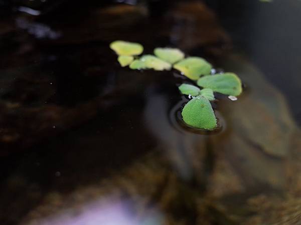 2019 水陸缸 水草缸08.JPG