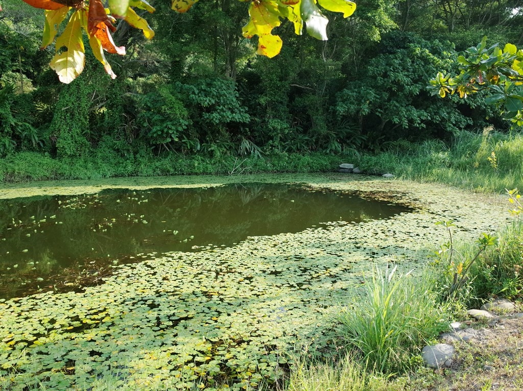 2019-1010 桃園大溪山豬湖04.JPG