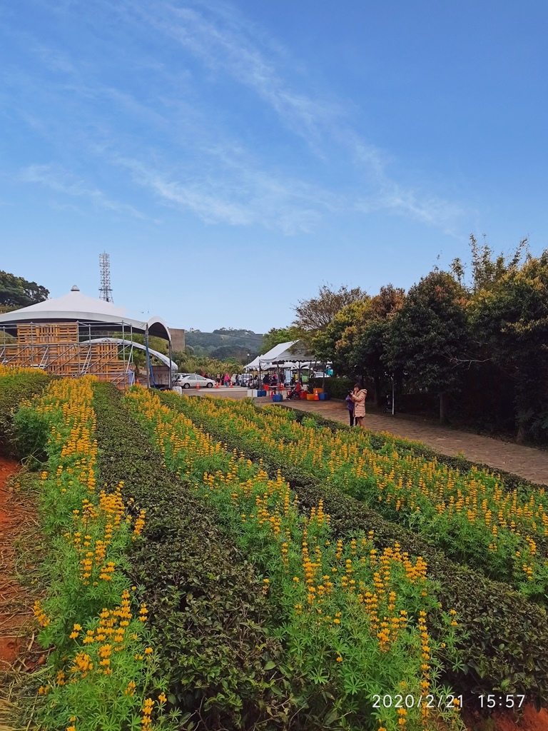 2020-0221 龍潭大北坑魯冰花04.jpg