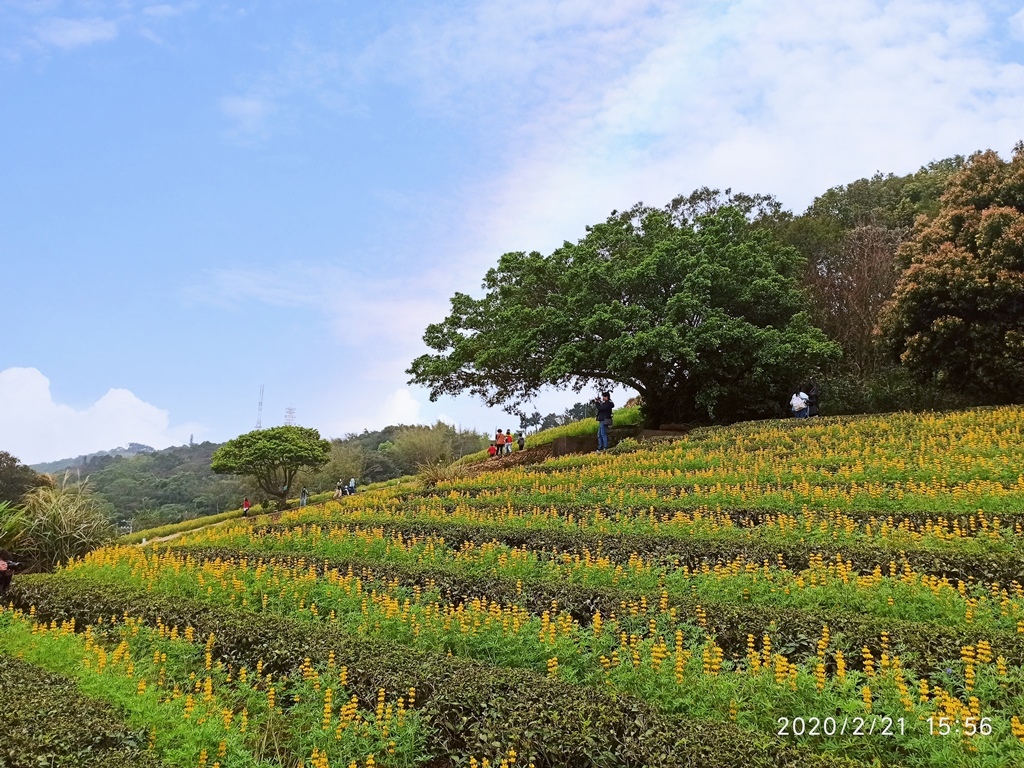 2020-0221 龍潭大北坑魯冰花03.jpg