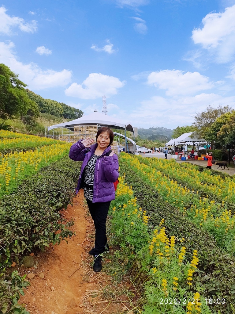 2020-0221 龍潭大北坑魯冰花06.jpg